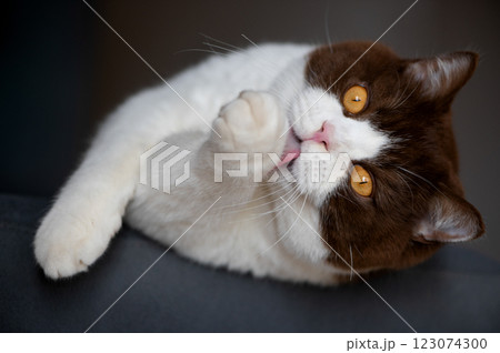 The adorable british Sshorthair cat is laying on blue gray chair and licking  with a long tongue 123074300