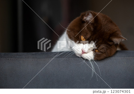 A very sad British shorthair cat on the back of a chair 123074301