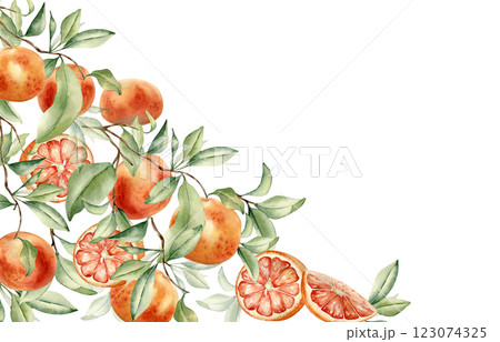 Grapefruit tree branch and citrus fruits corner border by watercolor on isolated background. Fresh summer frame with ripe citrus plant, foliage hand drawn botanical sketch for packaging, invitation 123074325