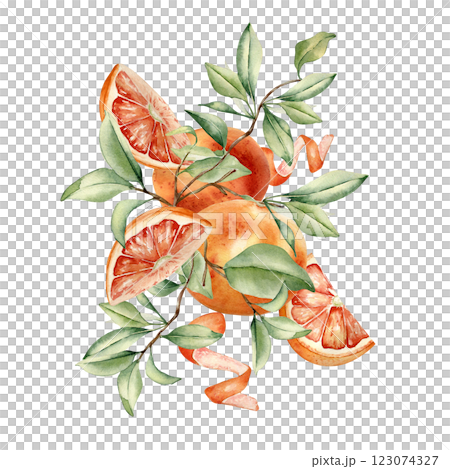 Grapefruit tree foliage and citrus fruits watercolor illustration isolated background. Bright summer composition hand drawn with sliced red orange ripe, leaves for packaging, label aroma product. Grapefruit tree foliage and citrus fruits watercolor illustration isolated background. Bright summer composition hand drawn with sliced red orange ripe, leaves for packaging, label aroma product. 123074327