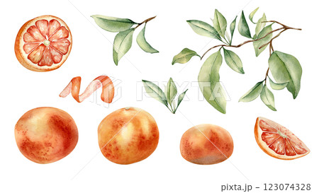 Grapefruits whole and half, branch and leaves hand drawn watercolor illustration isolated. Set of citrus fruits and orange peel hand drawn. Leafy sprig of grapefruit tree painted in botanical sketch. 123074328