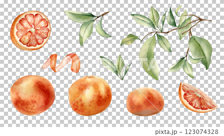Grapefruits whole and half, branch and leaves hand drawn watercolor illustration isolated. Set of citrus fruits and orange peel hand drawn. Leafy sprig of grapefruit tree painted in botanical sketch. 123074328