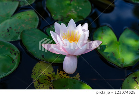 A single pink flower is floating on a pond. The flower is surrounded by green leaves and the water is calm A single pink flower is floating on a pond. The flower is surrounded by green leaves and the water is calm 123074629