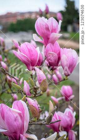 A bunch of pink magnolia flowers are blooming on a tree. A bunch of pink magnolia flowers are blooming on a tree. 123074630