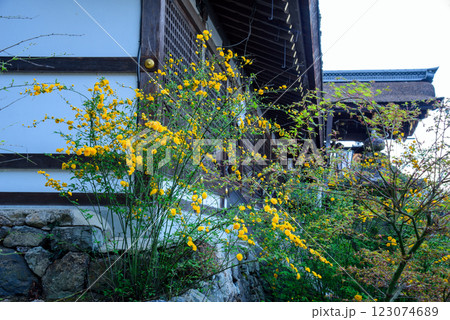 山吹　松尾大社にて 123074689