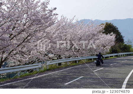 桜の下のバイク 桜の下のバイク 123074870