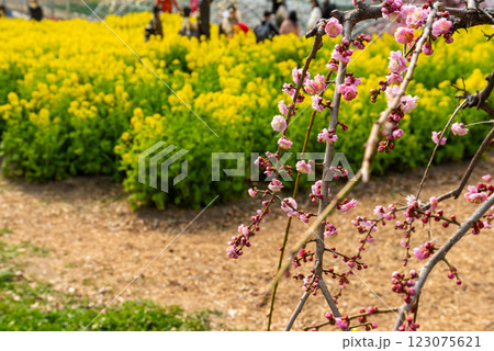菜の花と梅のある公園 123075621