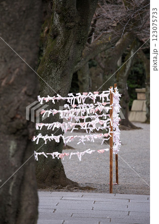 250127_023靖国神社 123075733