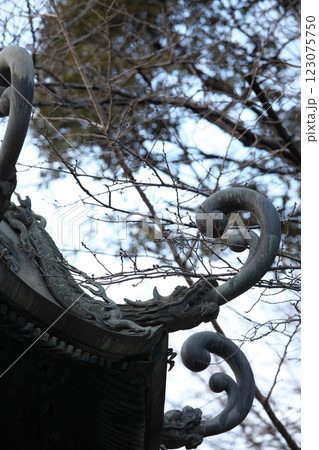 250127_039靖国神社 123075750