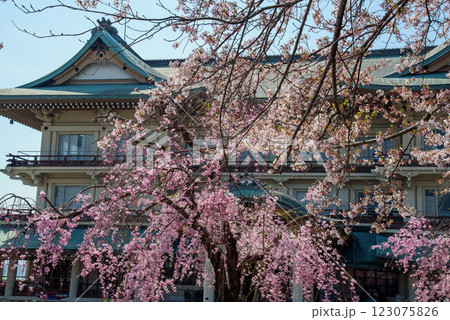 滋賀 びわ湖大津館と紅枝垂桜 滋賀 びわ湖大津館と紅枝垂桜 123075826