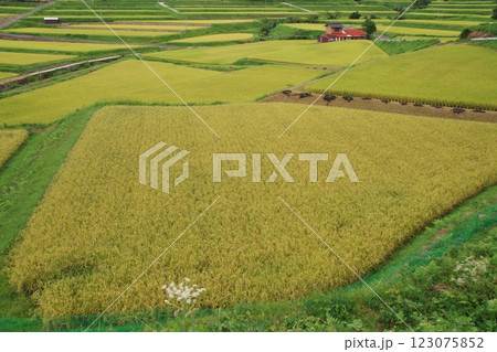 黄金色に輝く田園(広瀬町) 黄金色に輝く田園(広瀬町) 123075852