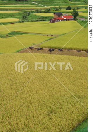 黄金色に輝く田園（広瀬町） 123075853