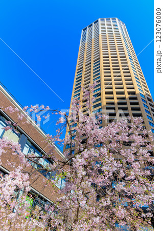 東京　目黒区　目黒川沿いの桜並木 123076009