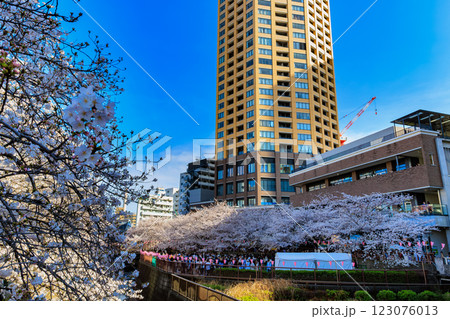 東京　目黒区　目黒川沿いの桜並木 123076013