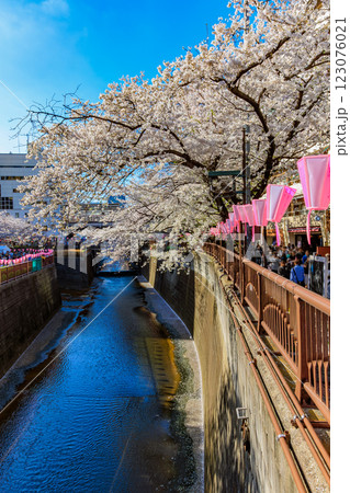 東京　目黒区　目黒川沿いの桜並木 123076021