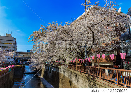 東京　目黒区　目黒川沿いの桜並木 123076022