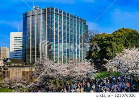 東京　千代田区　千鳥ヶ淵緑道の桜 123076026