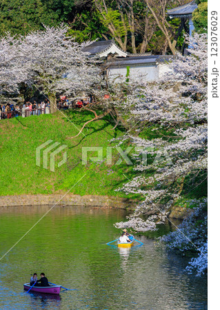 東京　千代田区　千鳥ヶ淵緑道の桜 123076029
