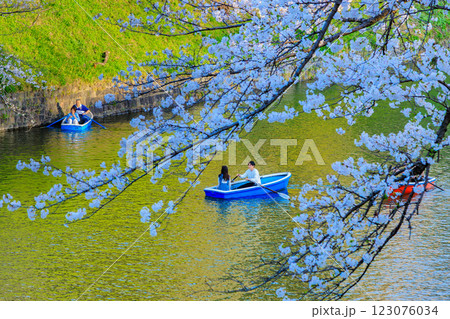 東京 千代田区 千鳥ヶ淵緑道の桜 東京 千代田区 千鳥ヶ淵緑道の桜 123076034