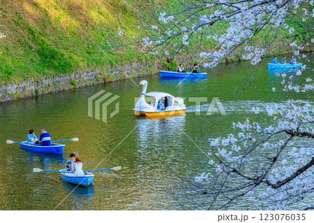 東京 千代田区 千鳥ヶ淵緑道の桜 東京 千代田区 千鳥ヶ淵緑道の桜 123076035