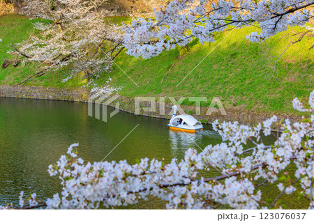 東京　千代田区　千鳥ヶ淵緑道の桜 123076037