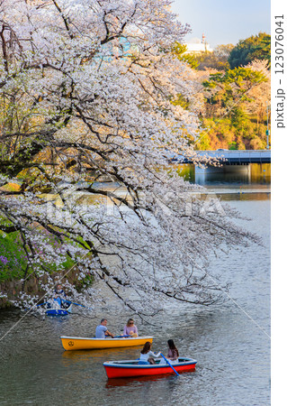 東京 千代田区 千鳥ヶ淵緑道の桜 東京 千代田区 千鳥ヶ淵緑道の桜 123076041