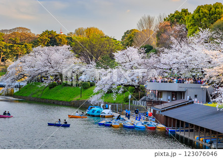 東京 千代田区 千鳥ヶ淵緑道の桜 東京 千代田区 千鳥ヶ淵緑道の桜 123076046