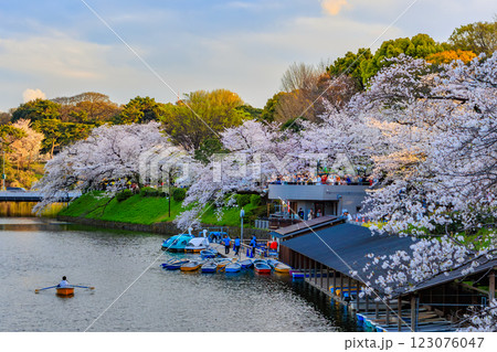 東京 千代田区 千鳥ヶ淵緑道の桜 東京 千代田区 千鳥ヶ淵緑道の桜 123076047