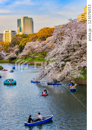 東京　千代田区　千鳥ヶ淵緑道の桜 123076053