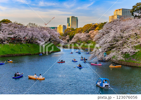 東京 千代田区 千鳥ヶ淵緑道の桜 東京 千代田区 千鳥ヶ淵緑道の桜 123076056