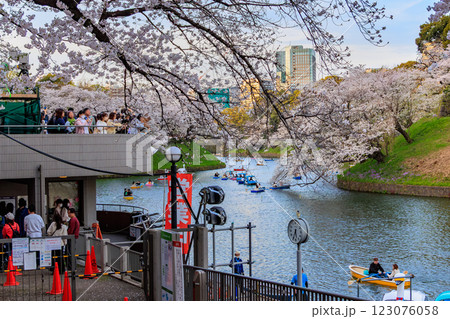 東京 千代田区 千鳥ヶ淵緑道の桜 東京 千代田区 千鳥ヶ淵緑道の桜 123076058
