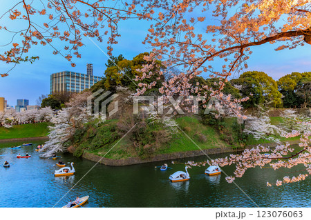 東京 千代田区 千鳥ヶ淵緑道の桜 東京 千代田区 千鳥ヶ淵緑道の桜 123076063