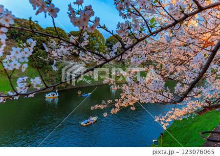 東京 千代田区 千鳥ヶ淵緑道の桜 東京 千代田区 千鳥ヶ淵緑道の桜 123076065