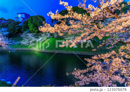 東京 千代田区 千鳥ヶ淵緑道の桜 東京 千代田区 千鳥ヶ淵緑道の桜 123076076