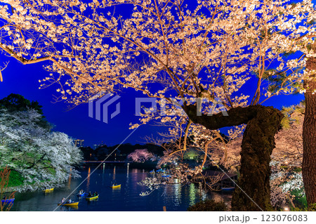 東京 千代田区 千鳥ヶ淵緑道の桜 東京 千代田区 千鳥ヶ淵緑道の桜 123076083