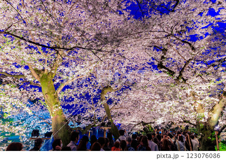 東京　千代田区　千鳥ヶ淵緑道の桜 123076086