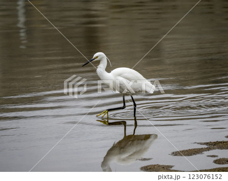 小魚を探して川の中を歩くコサギ 小魚を探して川の中を歩くコサギ 123076152