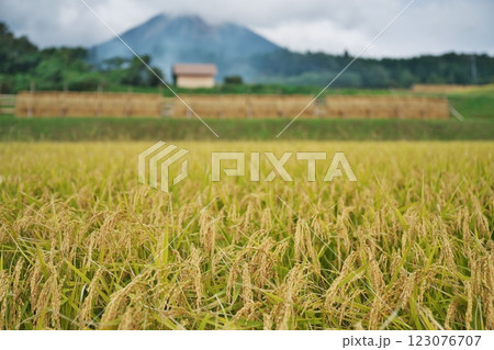 大山をバックに黄金色に実った稲穂(佐伯郡伯耆町) 大山をバックに黄金色に実った稲穂(佐伯郡伯耆町) 123076707
