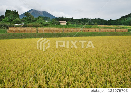 黄金色に実った田園と大山（佐伯郡伯耆町） 123076708