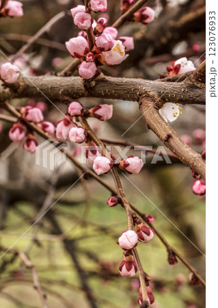 Branches of an apricot tree with pink buds 123076933