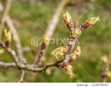 New buds of a pear tree with green sepals in the spring orchard. 123076943