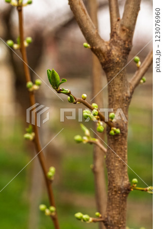 New buds of a plum tree with green sepals in the spring orchard. 123076960