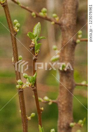 New buds of a plum tree with green sepals in the spring orchard. 123076961
