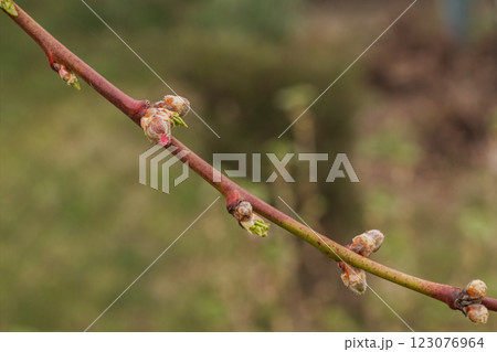 New buds of a vine with green sepals in the spring vineyard. New buds of a vine with green sepals in the spring vineyard. 123076964