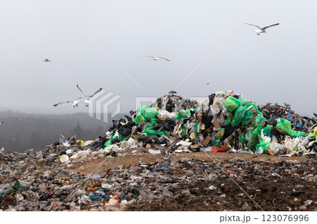Flock of seagulls flying over landfill Flock of seagulls flying over landfill 123076996