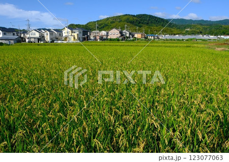 長岡京市の収穫前の田圃 123077063