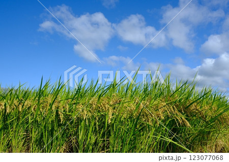 長岡京市の収穫前の田圃 123077068