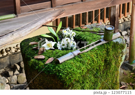 錦秋の京都市左京区 安楽寺の花手水 123077115