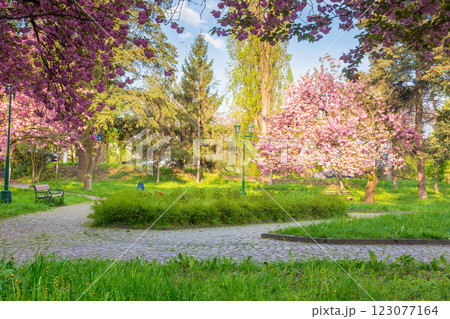 pink cherry blossom on a sunny morning. green environment. beautiful urban landscape of uzhhorod in spring. kanzan sakura tree near the paved walking path. masaryk city park pink cherry blossom on a sunny morning. green environment. beautiful urban landscape of uzhhorod in spring. kanzan sakura tree near the paved walking path. masaryk city park 123077164