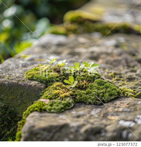 Young Green Plants Growing Among Moss on a Stone Surface in Nature 123077372